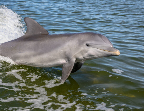 Bottlenose dolphin jumping out of water